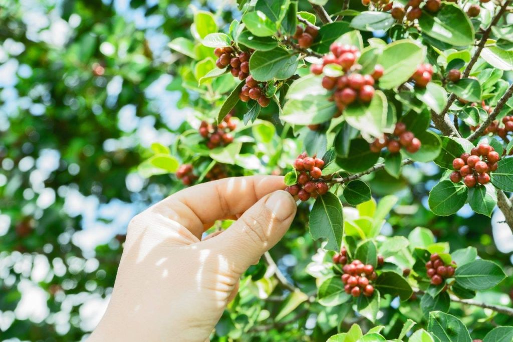 Variedades-de-café-peruano-1024x682 Variedades-de-café-peruano-1024x682 Árbol de café peruano café peruano Café Peruano Variedades de caf peruano 1024x682