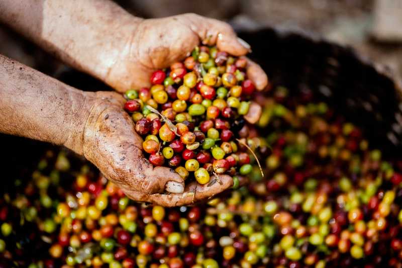 Café-de-origen-peruano Café-de-origen-peruano café de origen peruano café de especialidad peruano Café de Especialidad Peruano Caf de origen peruano